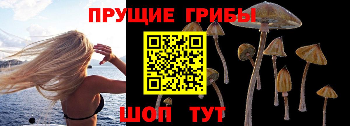 Бузулук  где купить наркотик  Вход с VPN  Псилоцибиновые грибы GOLDEN TEACHER 